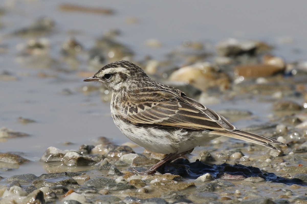 New Zealand Pipit - ML231944831