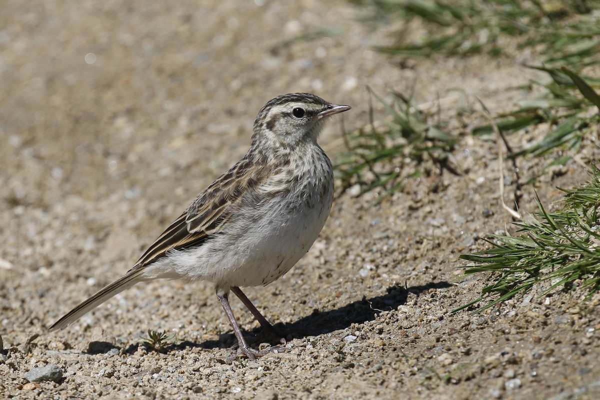 New Zealand Pipit - ML231944841