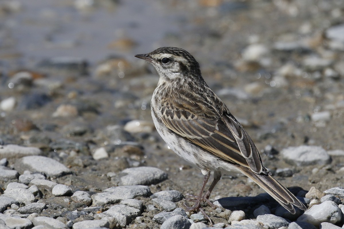 New Zealand Pipit - ML231944851