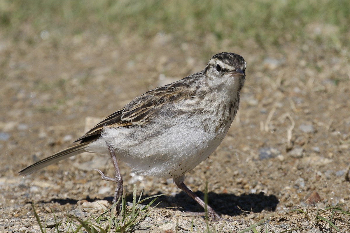 New Zealand Pipit - ML231944861