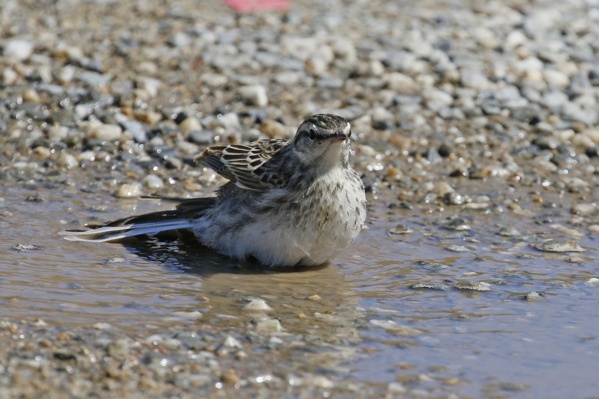 New Zealand Pipit - ML231944871