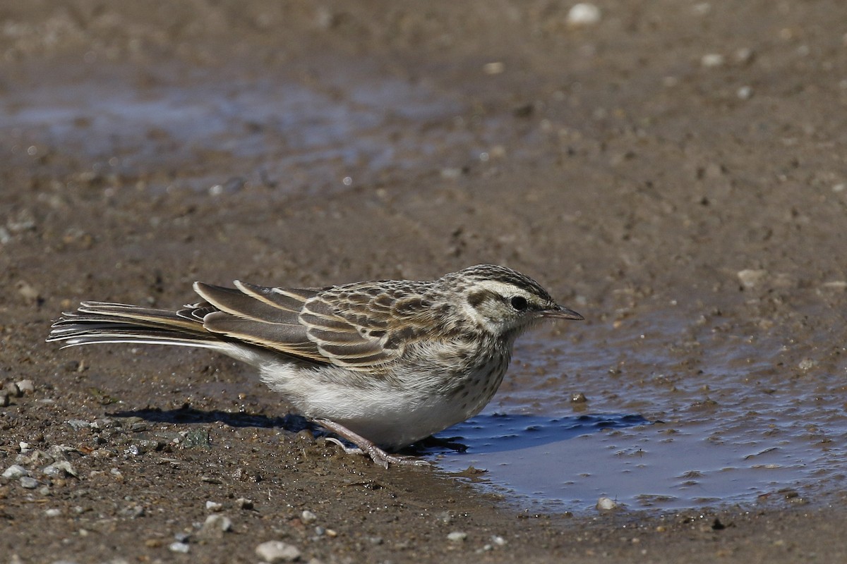 New Zealand Pipit - ML231944881