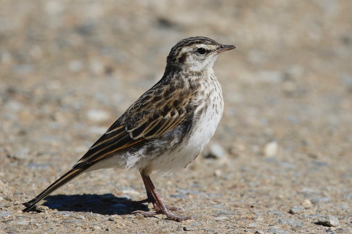 New Zealand Pipit - ML231944891
