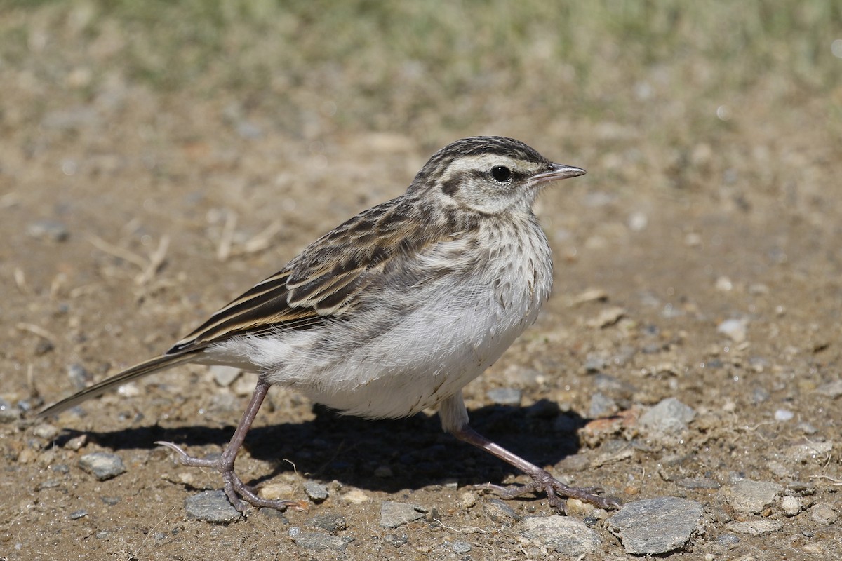 New Zealand Pipit - ML231944911
