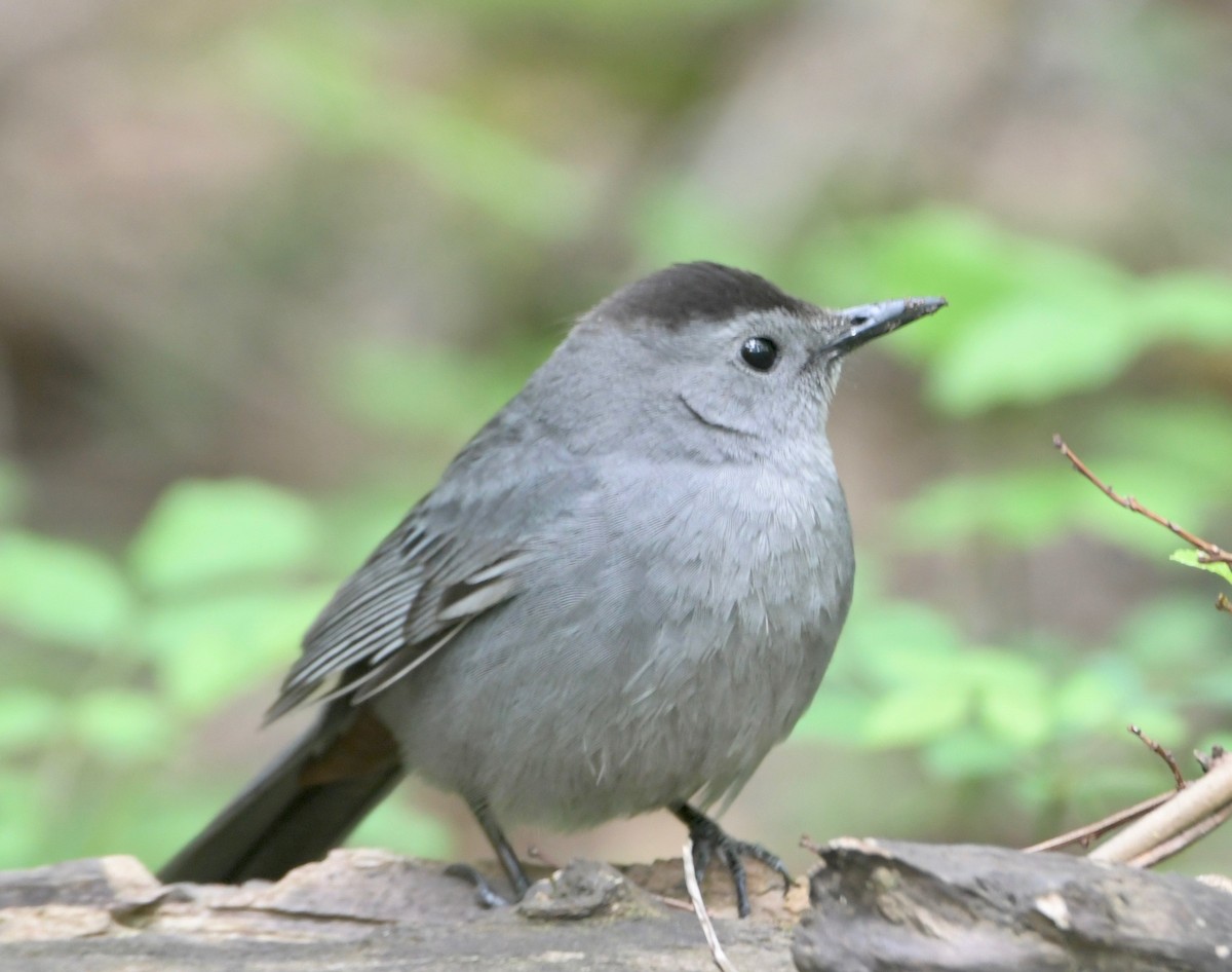 Gray Catbird - ML231948651