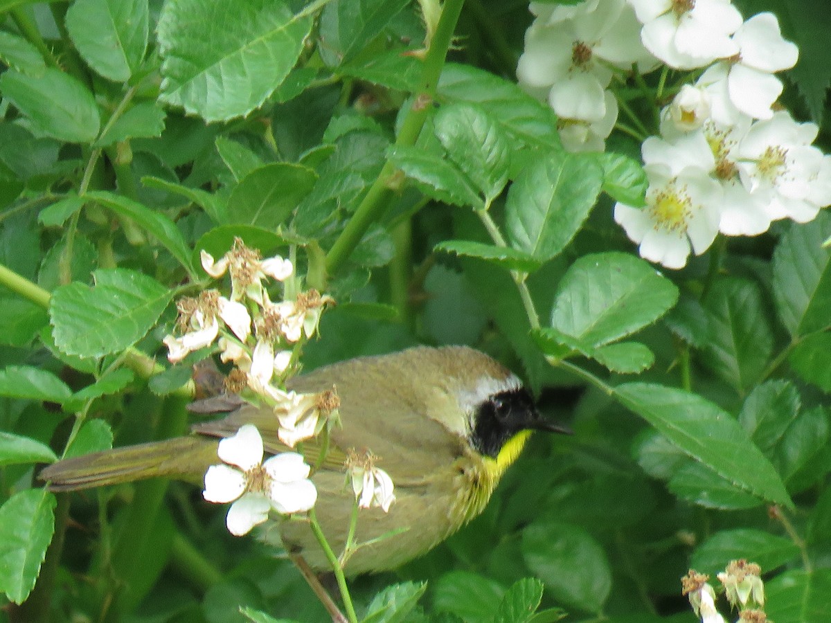 Common Yellowthroat - ML231949431