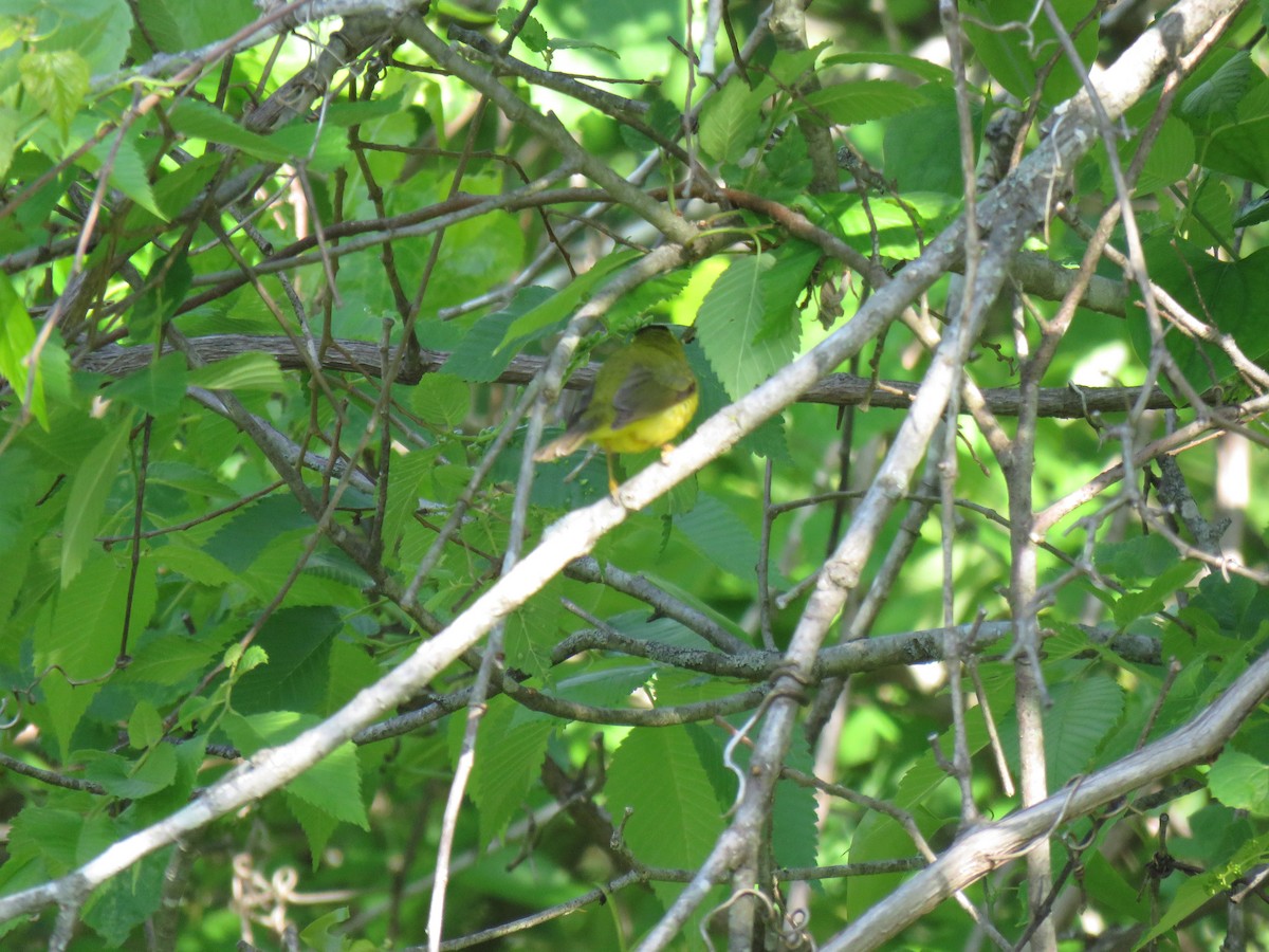 Wilson's Warbler - ML231949491