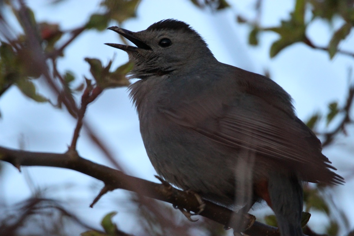 kattespottefugl - ML231949681