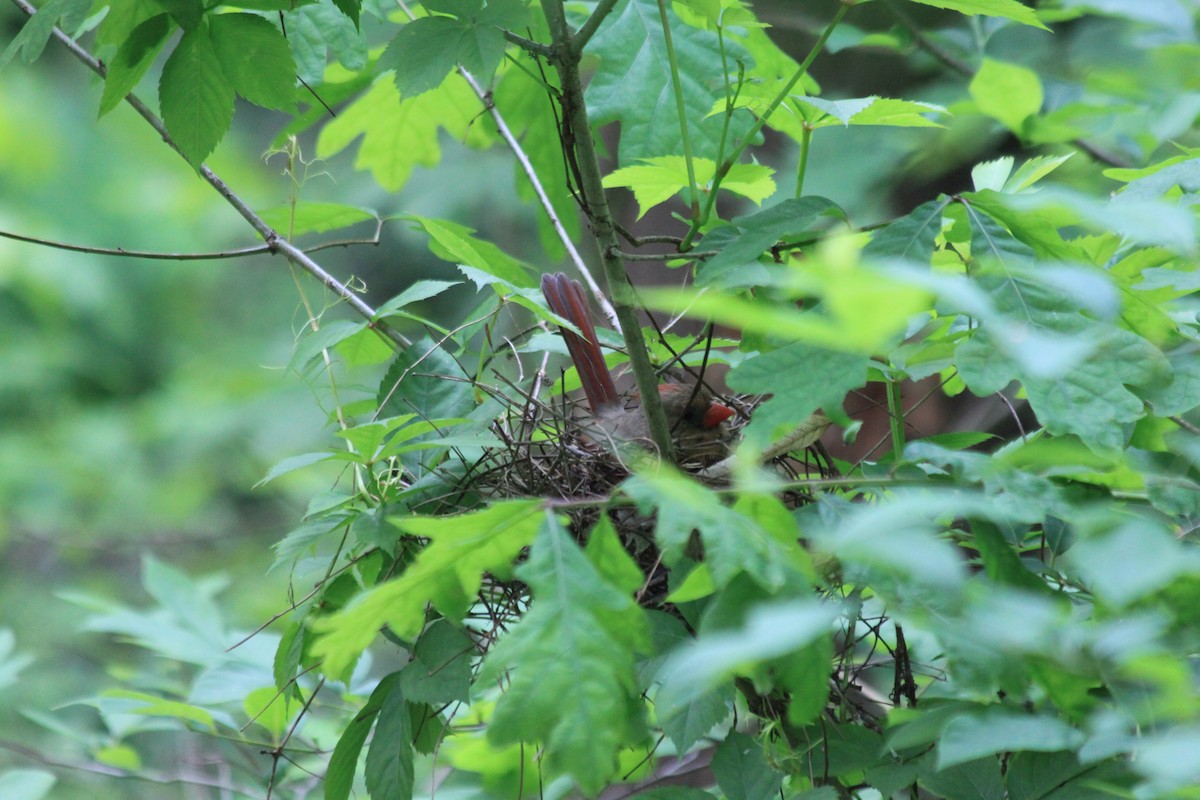 Northern Cardinal - ML231951041