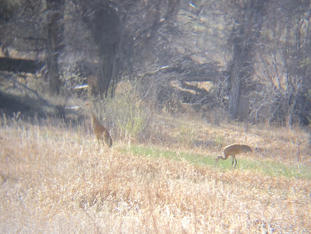 Sandhill Crane - ML231954521