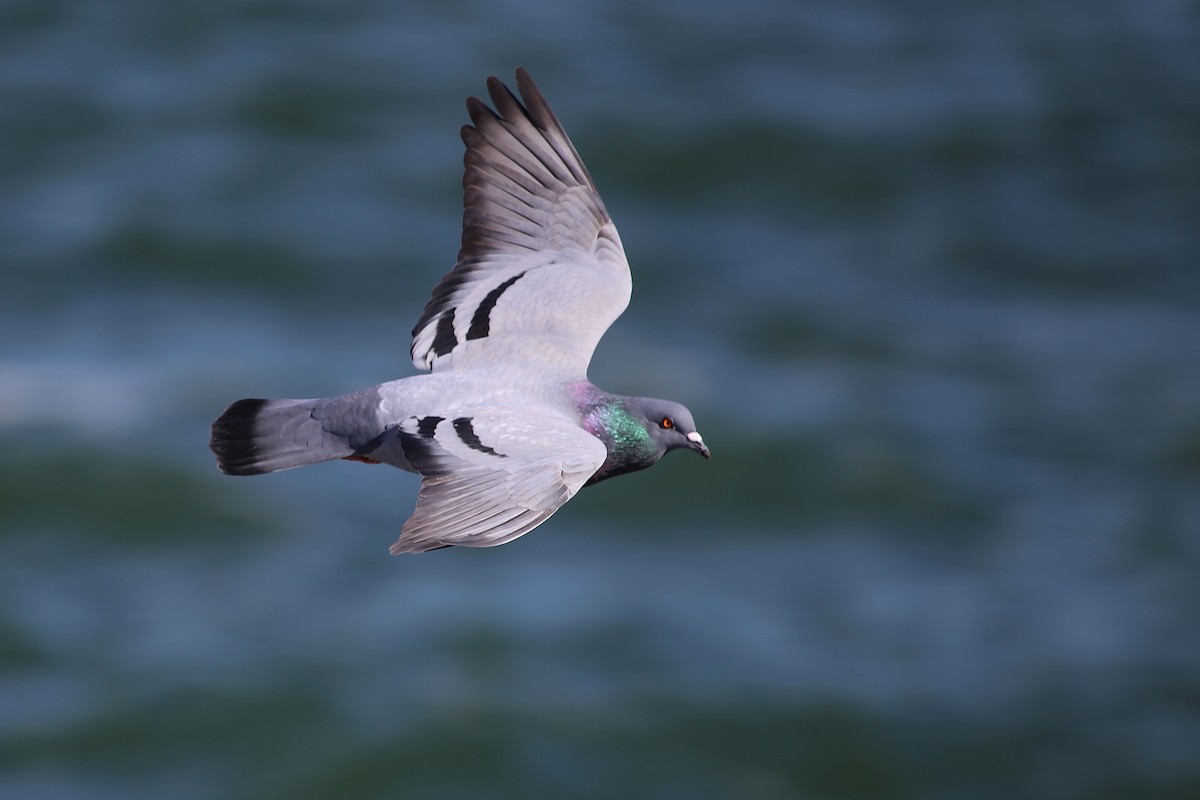 Rock Pigeon (Feral Pigeon) - Rob Bielawski