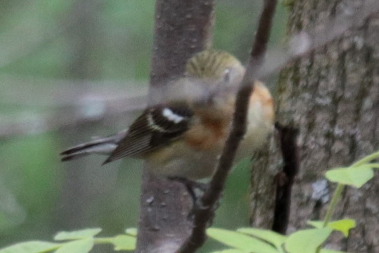 Bay-breasted Warbler - ML231955081