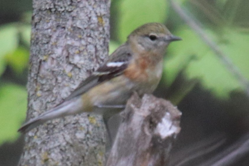 Bay-breasted Warbler - ML231955101
