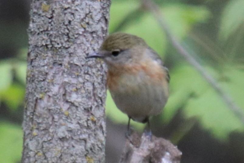Bay-breasted Warbler - ML231955121