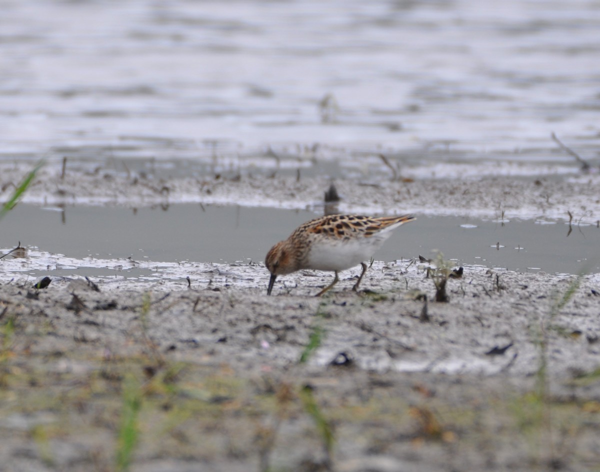 Least Sandpiper - Steven Pancol