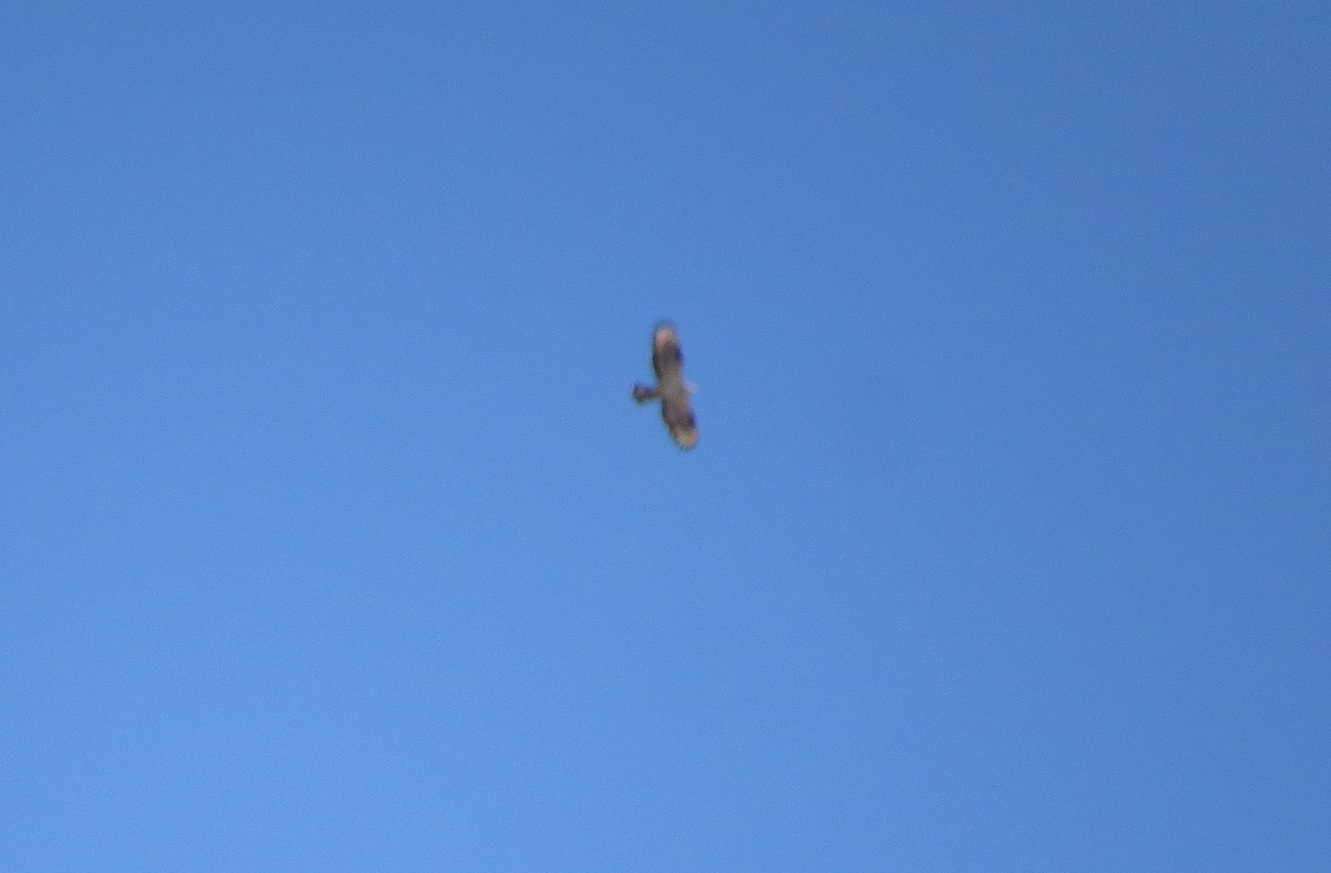 European Honey-buzzard - Miguel Rodríguez Esteban