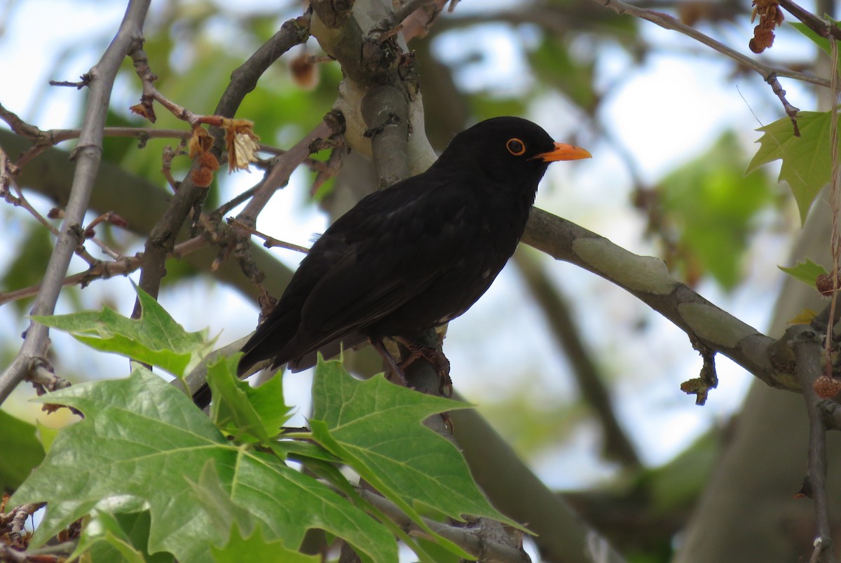 Eurasian Blackbird - ML231956811