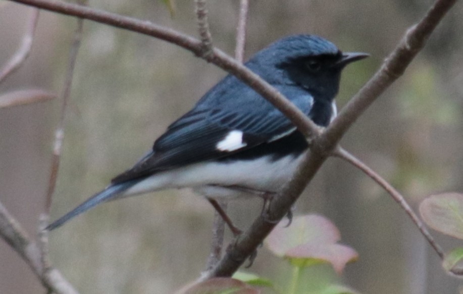Black-throated Blue Warbler - ML231958041