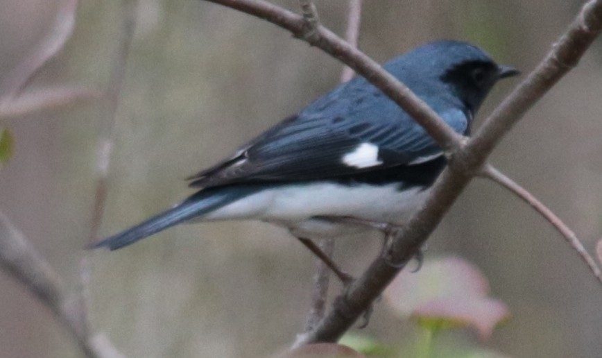 Black-throated Blue Warbler - ML231958071