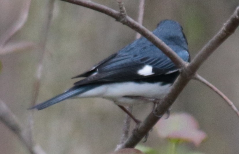 Black-throated Blue Warbler - ML231958081