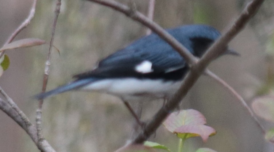 Black-throated Blue Warbler - ML231958091