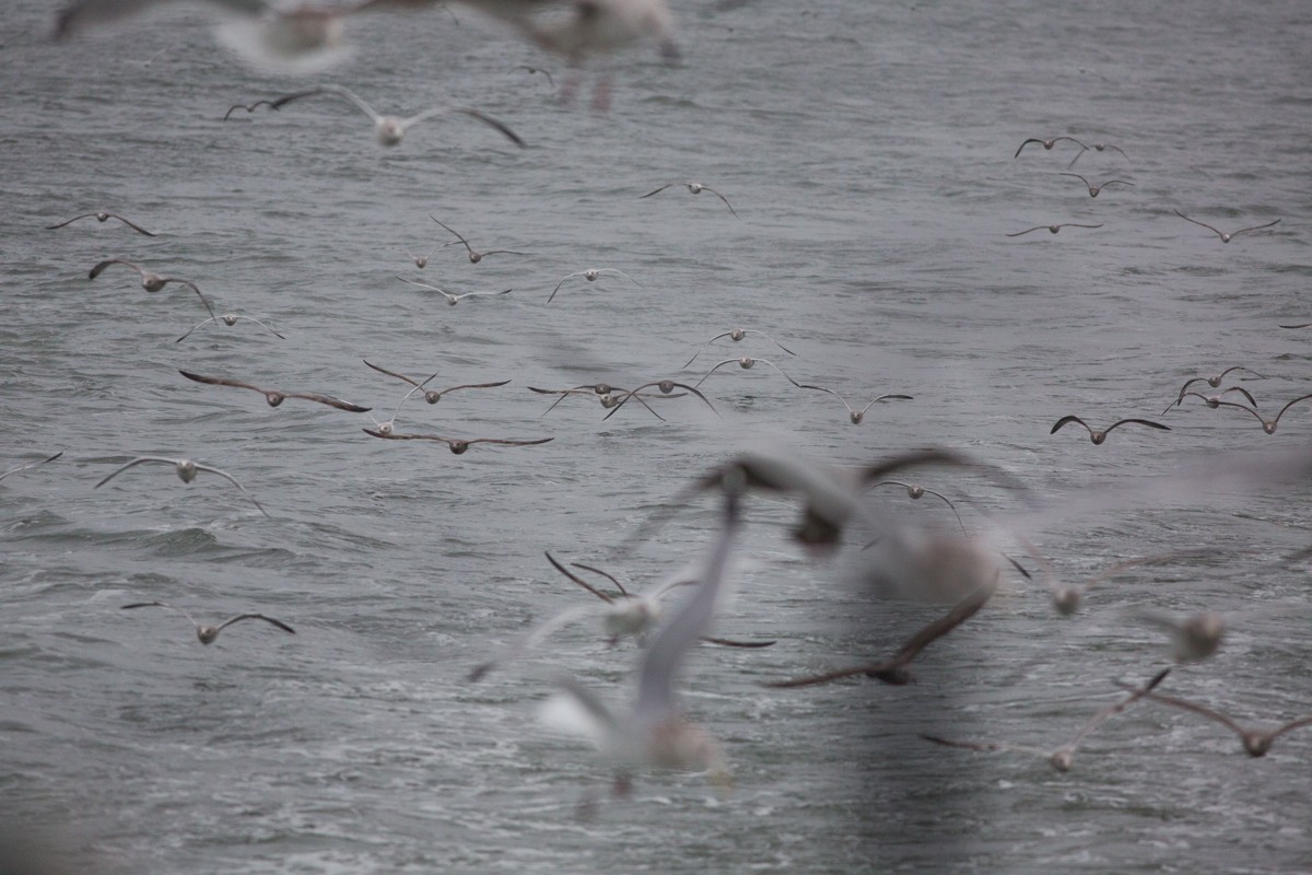 Herring Gull - ML23195891