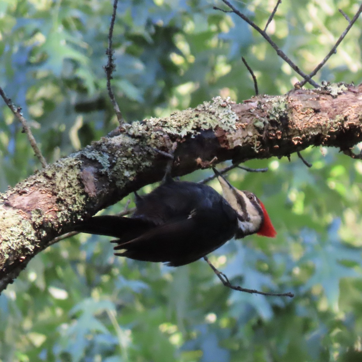 Pileated Woodpecker - ML231959721