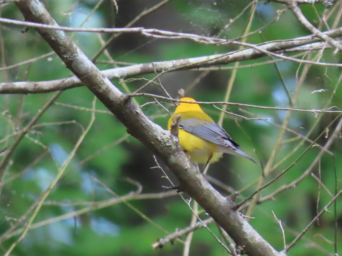 Prothonotary Warbler - ML231959941
