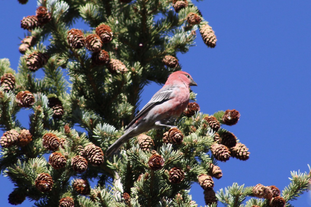 Pine Grosbeak - ML231961741