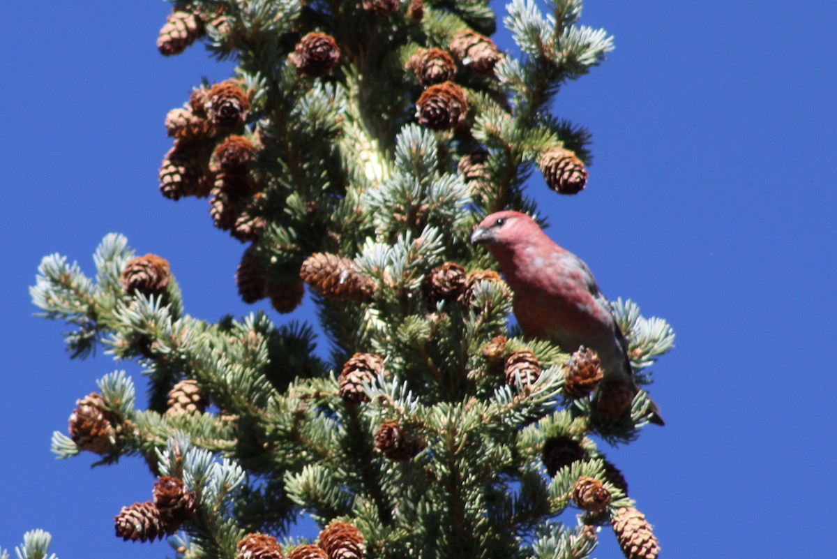 Pine Grosbeak - ML231961771