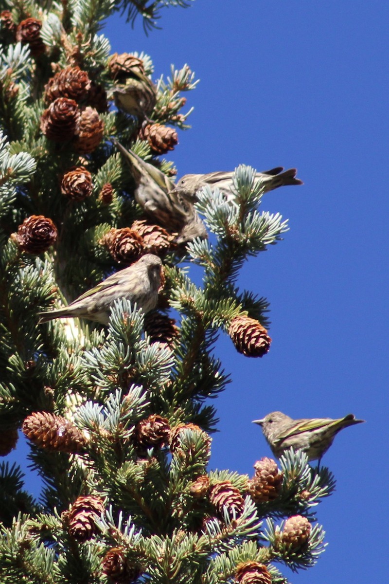 Pine Siskin - ML231961881