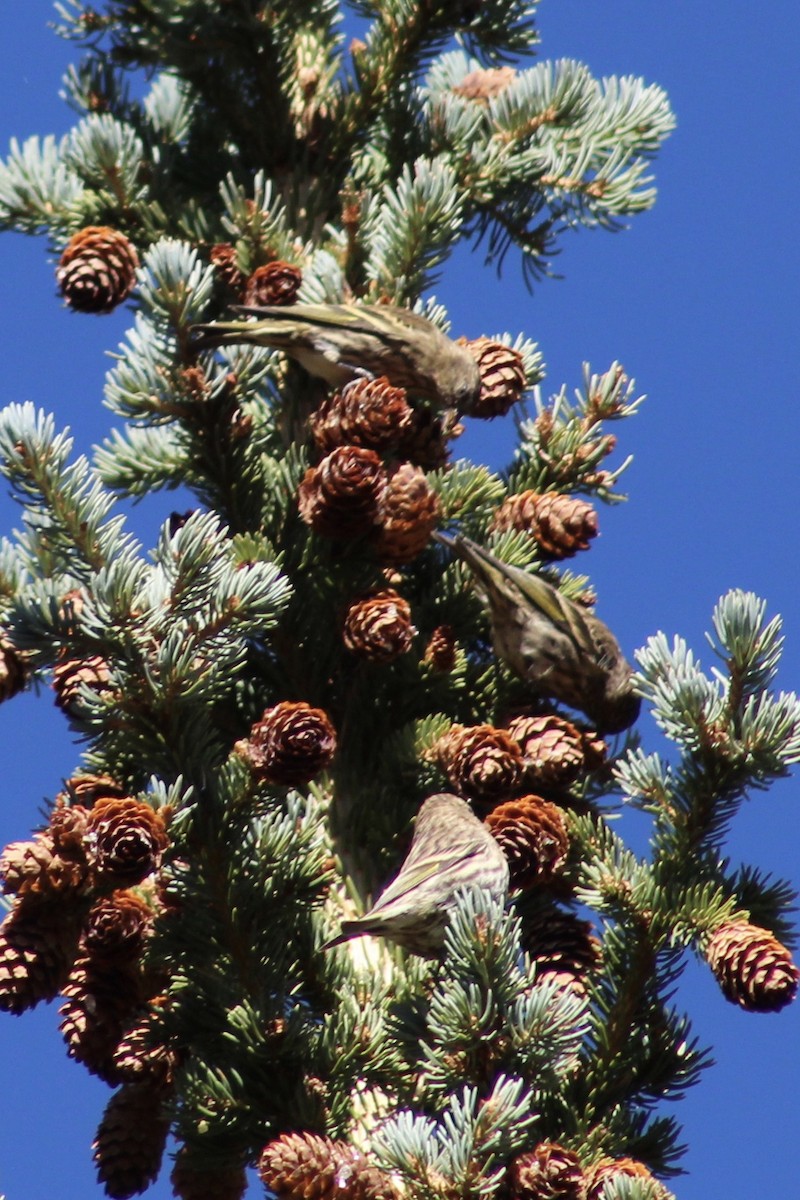 Pine Siskin - ML231961891