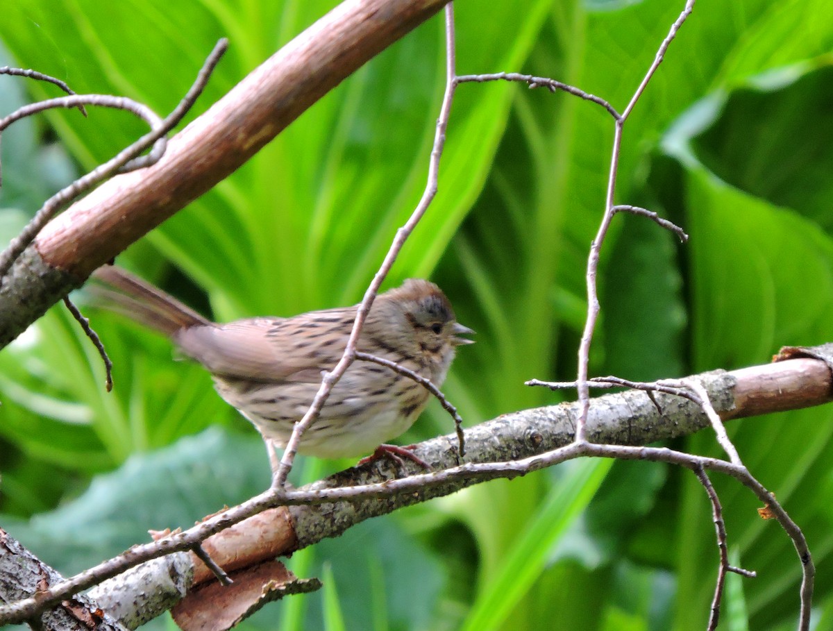 Lincoln's Sparrow - ML231962521