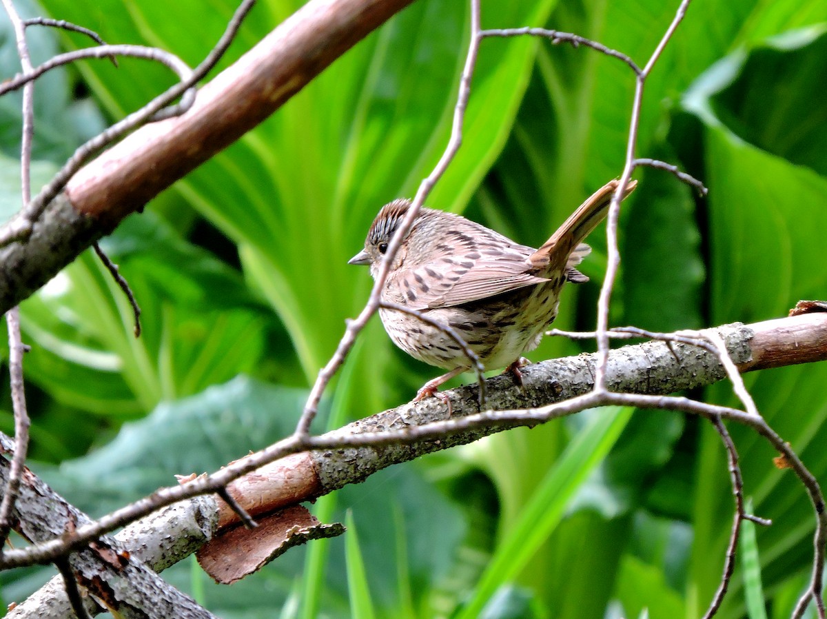 Lincoln's Sparrow - ML231962551