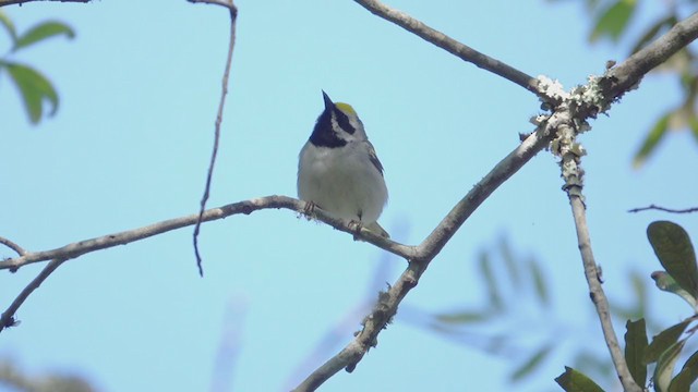 Golden-winged Warbler - ML231962711