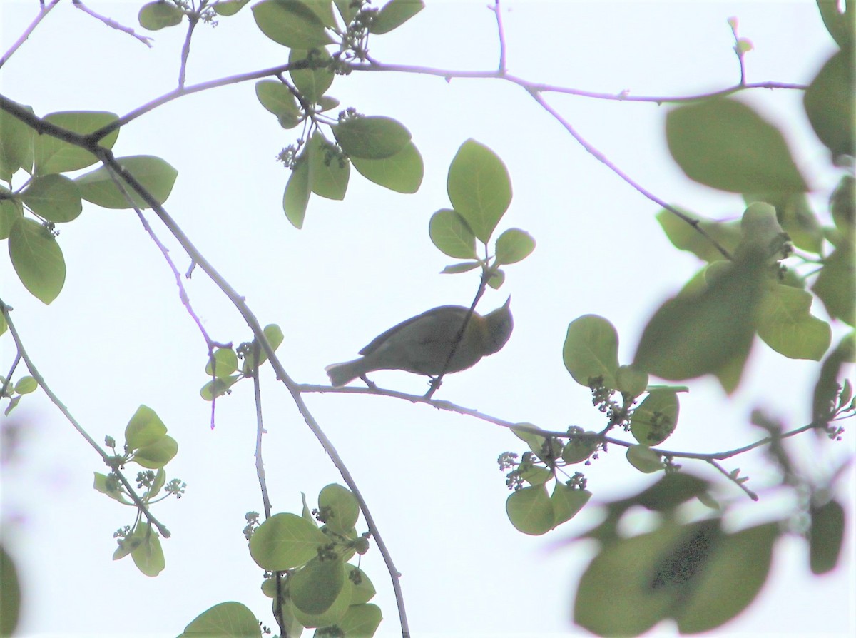 Northern Parula - ML231964331