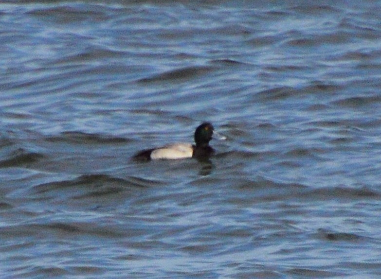 Greater Scaup - ML23196461