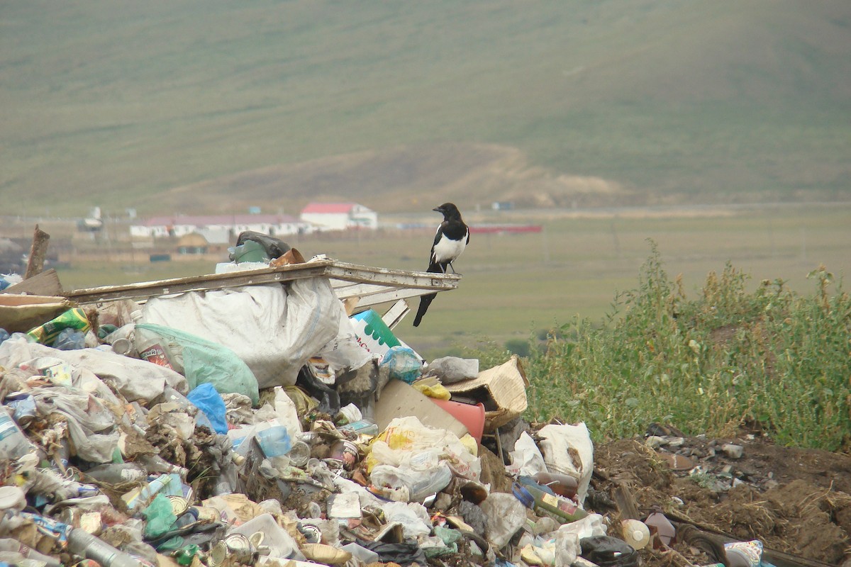 Eurasian Magpie - ML231964881