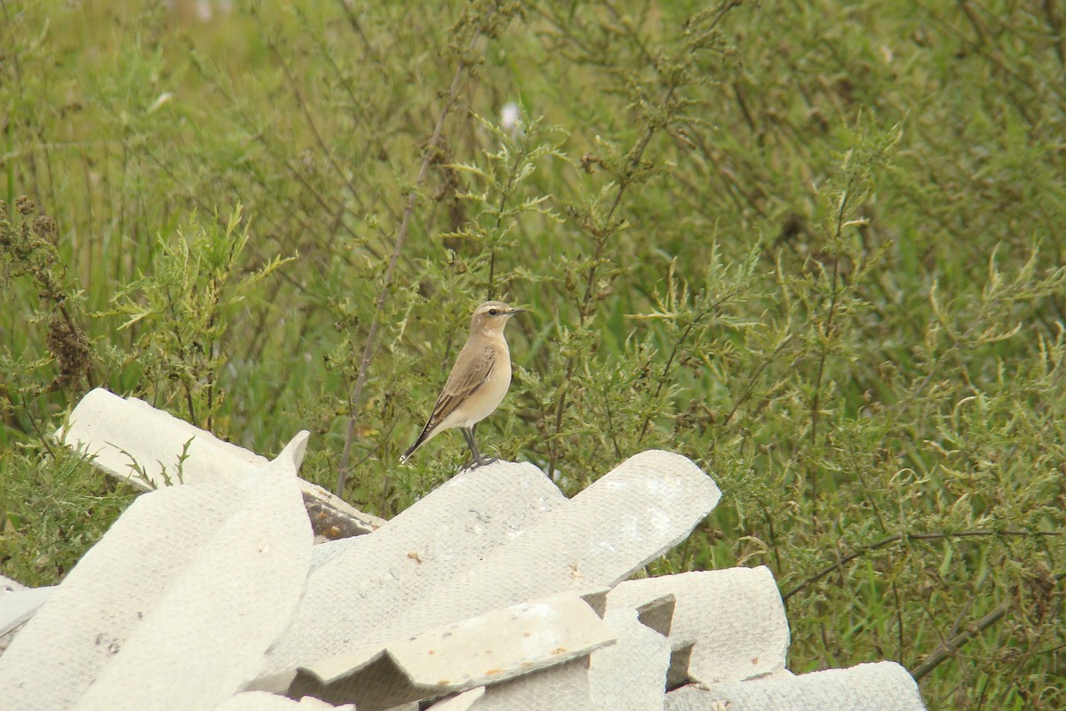 Isabelline Wheatear - Dmitriy Pashchenko