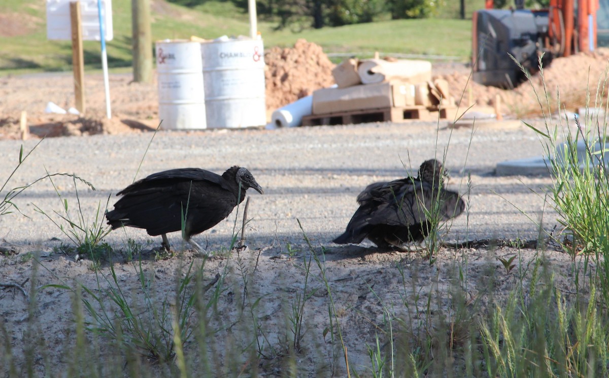 Black Vulture - ML231965261
