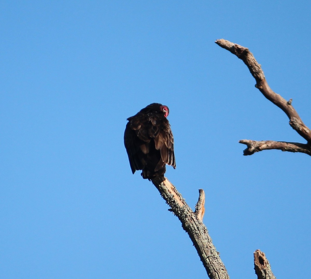 Turkey Vulture - ML231965351