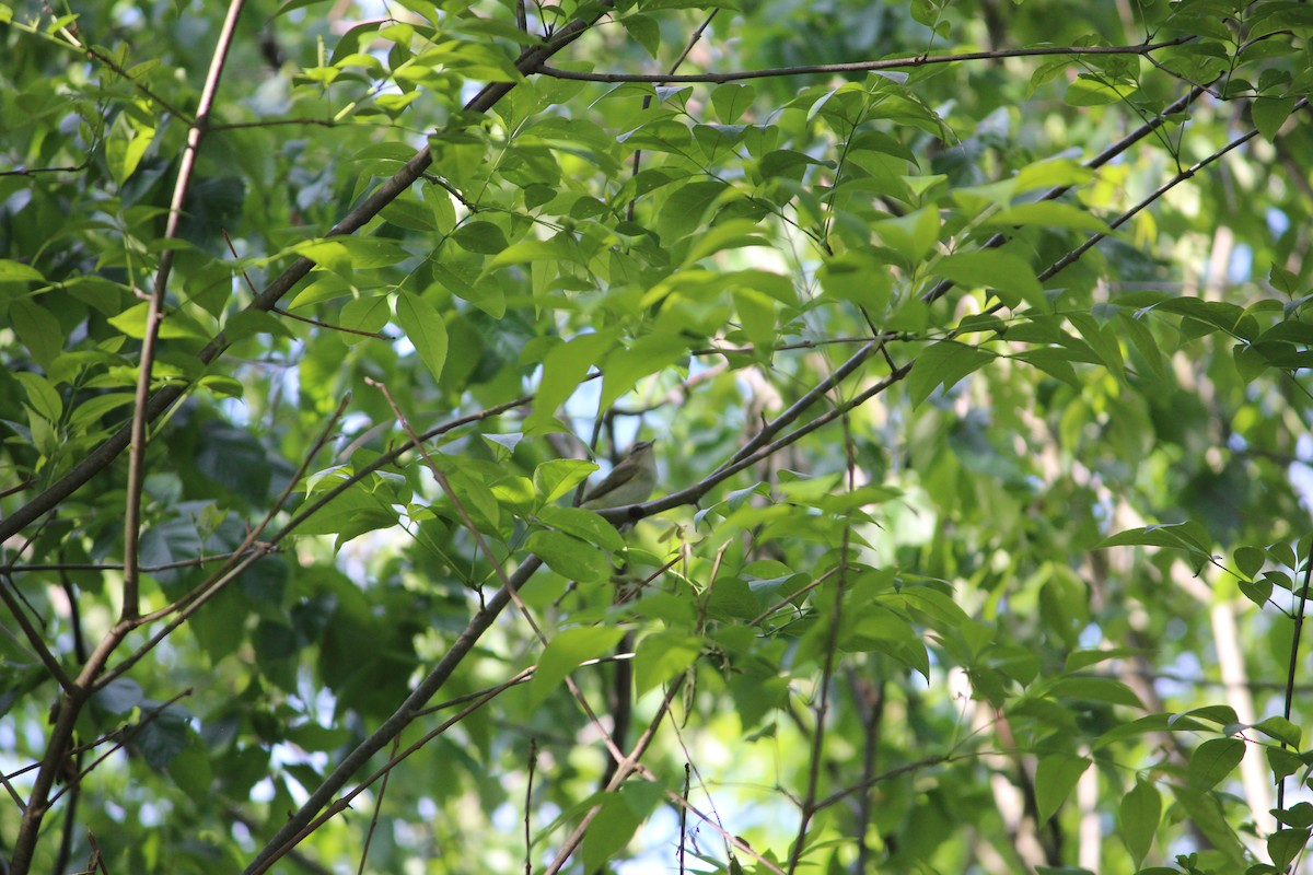 Red-eyed Vireo - ML231965881