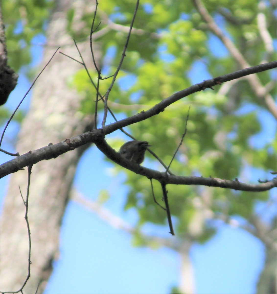 passerine sp. - ML231966201