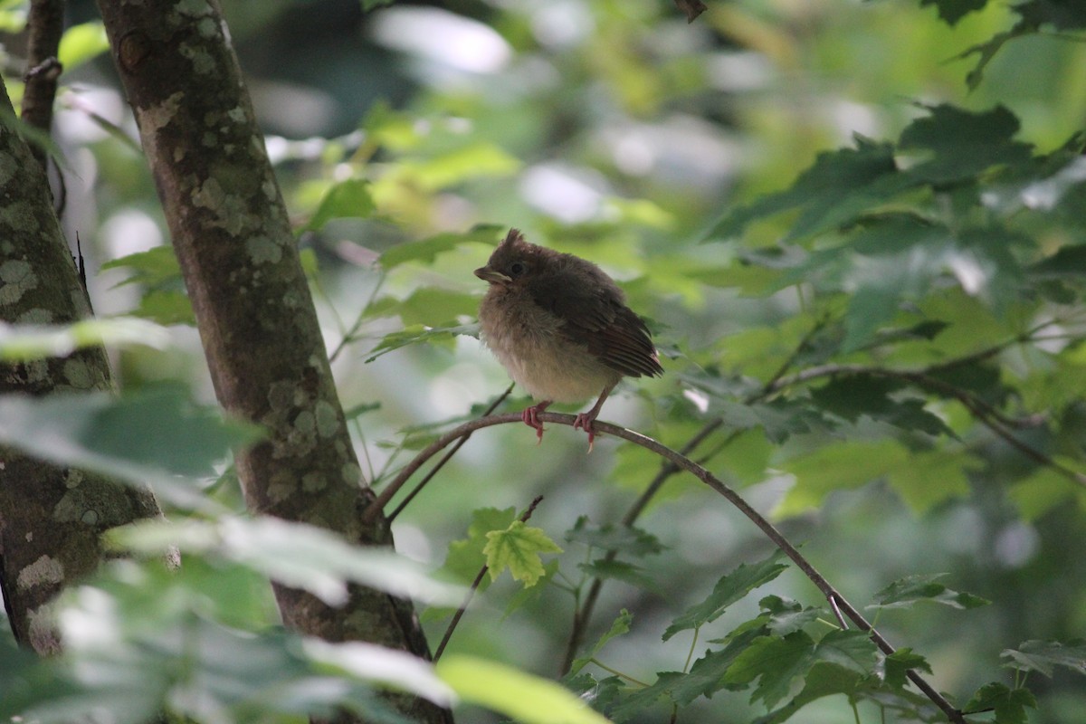 Northern Cardinal - ML231966421
