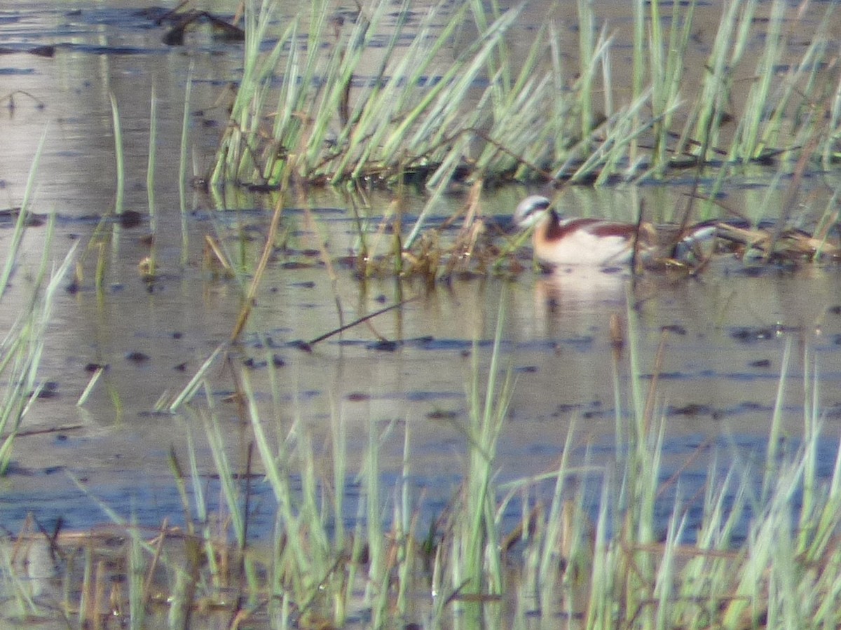 Wilson's Phalarope - ML231967211