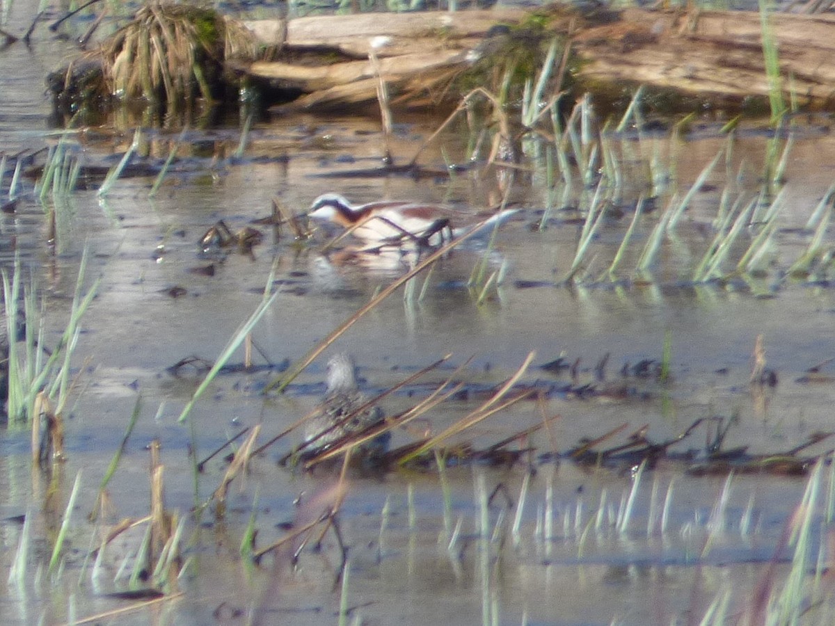 Wilson's Phalarope - Joe Block