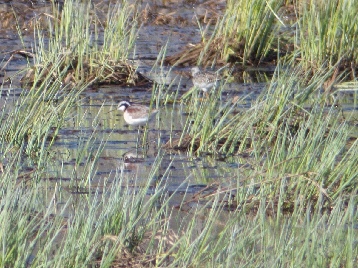 Phalarope de Wilson - ML231967241