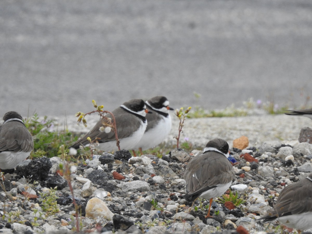Semipalmated Plover - Angelo Angelis