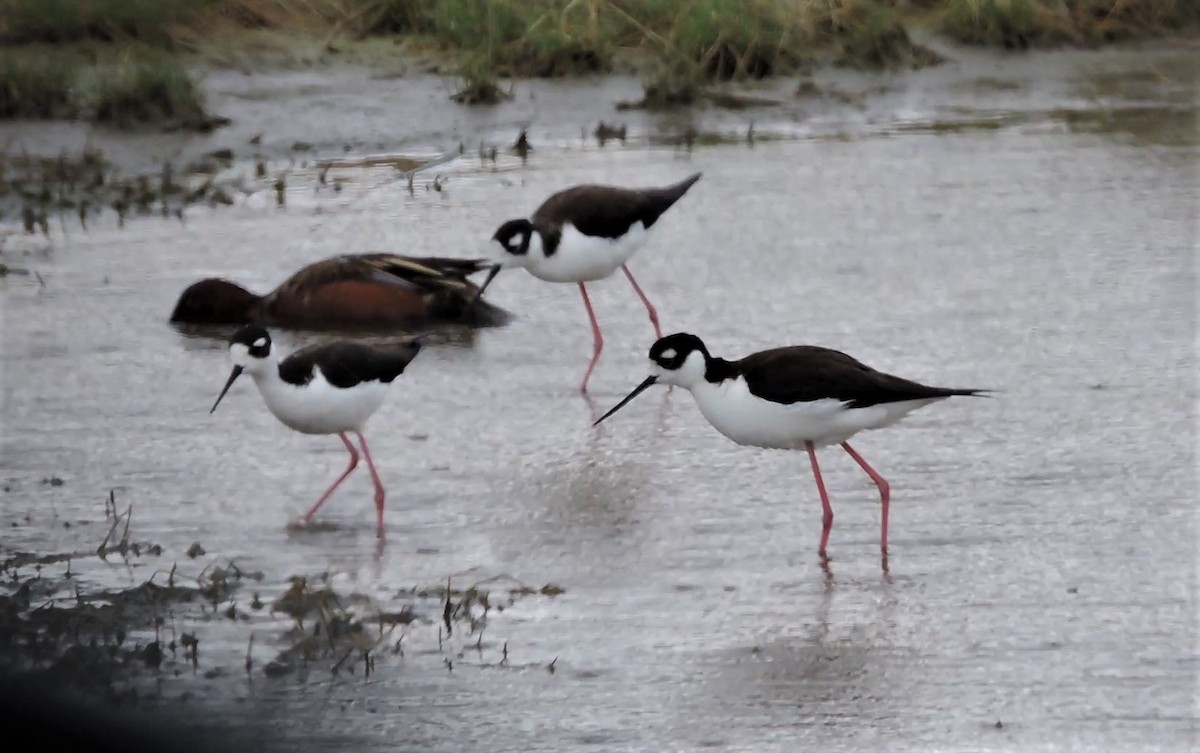 Black-necked Stilt - ML231970051