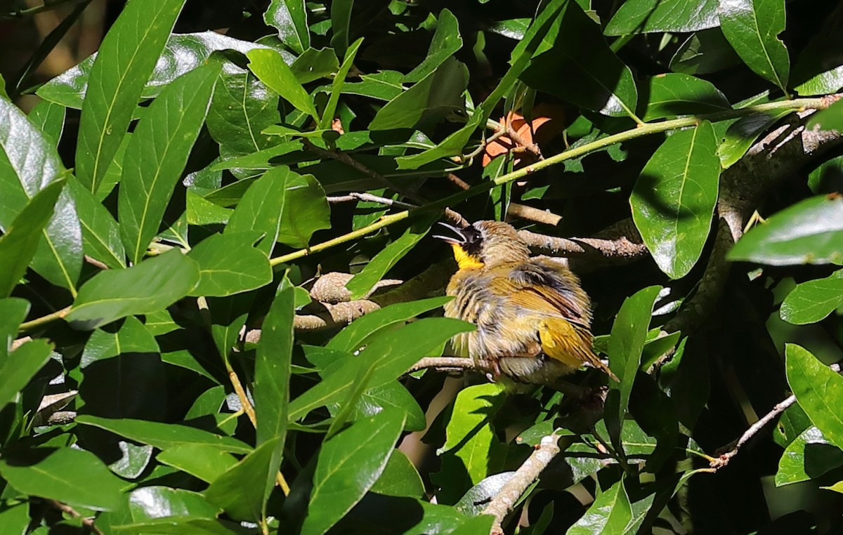 Common Yellowthroat - ML231970131